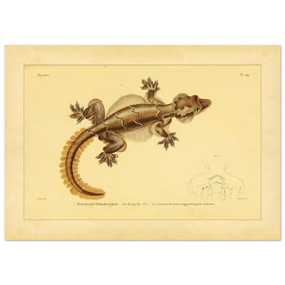 Scientific Illustration of the Flat-headed Platydactyl (21x29,7 cm (A4)). Ancient scientific illustration of the flat-headed platydactyl, showing the reptile in detail with representations of its extremities.