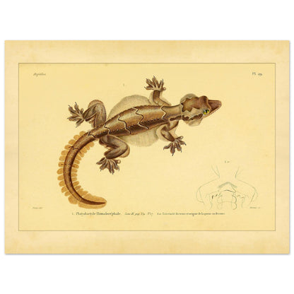 Scientific Illustration of the Flat-headed Platydactyl (30x40 cm). Ancient scientific illustration of the flat-headed platydactyl, showing the reptile in detail with representations of its extremities.