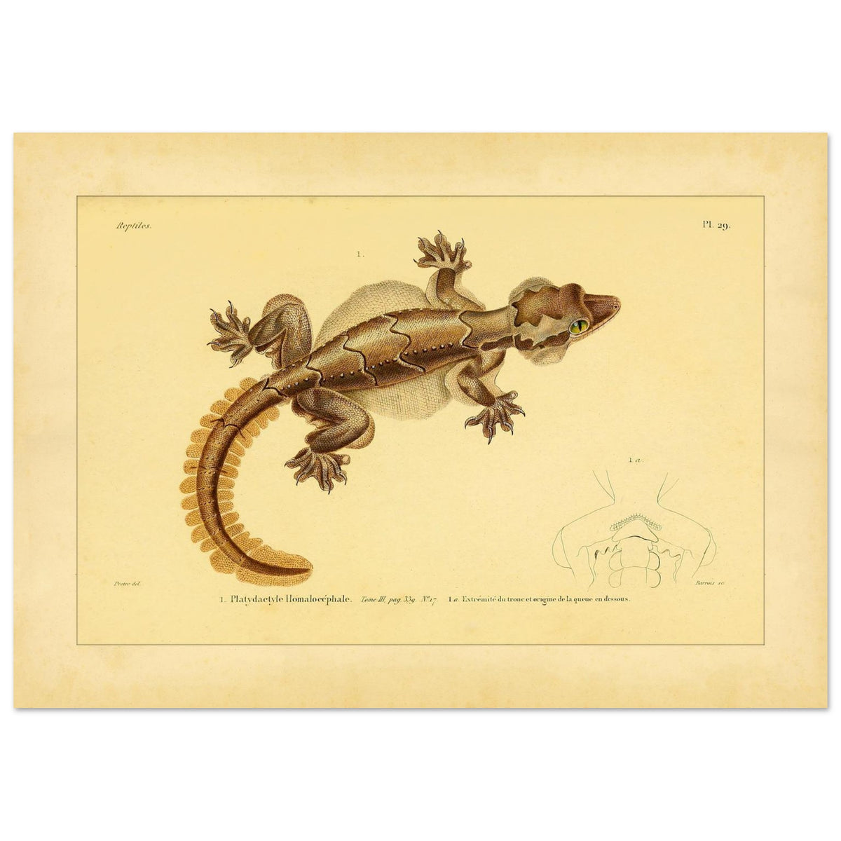 Scientific Illustration of the Flat-headed Platydactyl (42x59,4 cm (A2)). Ancient scientific illustration of the flat-headed platydactyl, showing the reptile in detail with representations of its extremities.