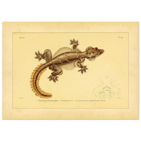 Wissenschaftliche Illustration des Flachköpfigen Platydactylus (50x70 cm). Alte wissenschaftliche Illustration des flachköpfigen Platydactylus, die das Reptil im Detail mit Darstellungen seiner Gliedmaßen zeigt.