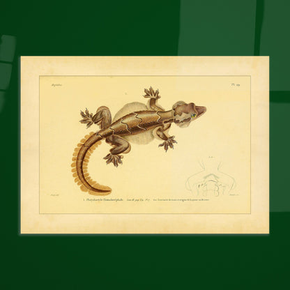 Scientific Illustration of the Flat-headed Platydactyl. Ancient scientific illustration of the flat-headed platydactyl, showing the reptile in detail with representations of its extremities.