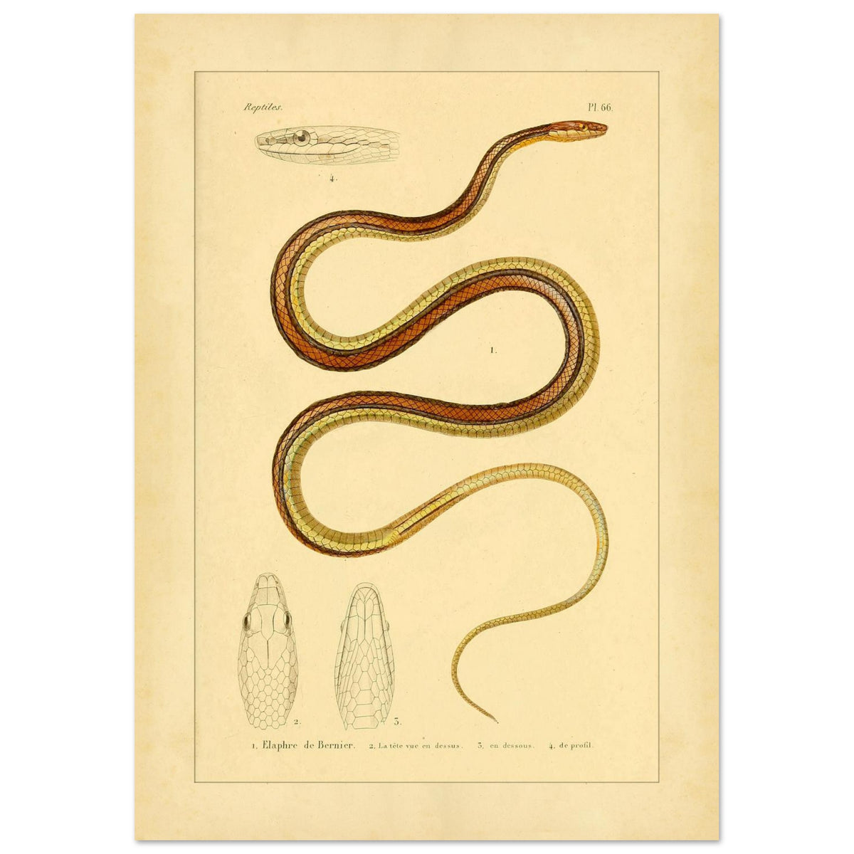 Scientific Illustration of Bernier's Herpetodryas: Antique Print (21x29,7 cm (A4)). Ancient scientific illustration of Bernier's elaphre, showing the coiled snake and details of its head and body.