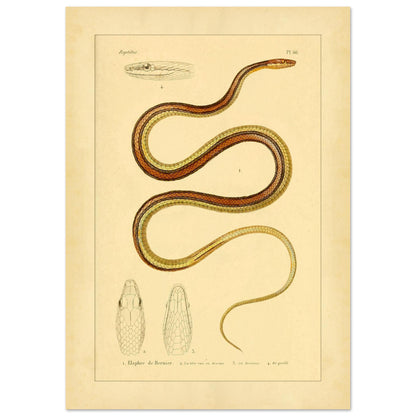 Scientific Illustration of Bernier's Herpetodryas: Antique Print (21x29,7 cm (A4)). Ancient scientific illustration of Bernier's elaphre, showing the coiled snake and details of its head and body.