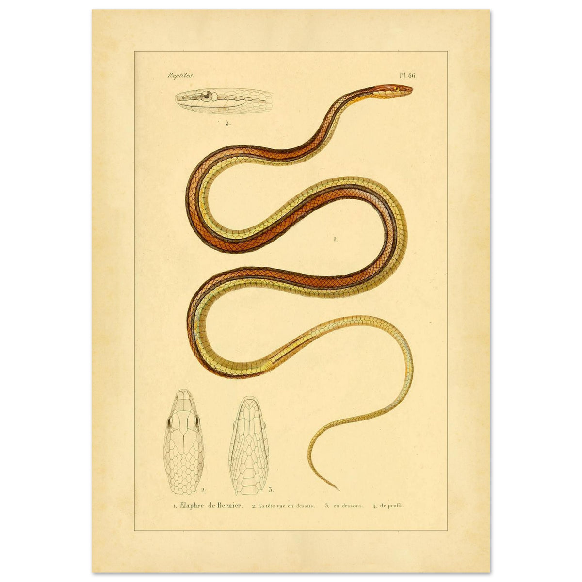 Scientific Illustration of Bernier's Herpetodryas: Antique Print (29,7x42 cm (A3)). Ancient scientific illustration of Bernier's elaphre, showing the coiled snake and details of its head and body.