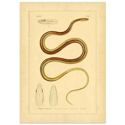 Scientific Illustration of Bernier's Herpetodryas: Antique Print (29,7x42 cm (A3)). Ancient scientific illustration of Bernier's elaphre, showing the coiled snake and details of its head and body.