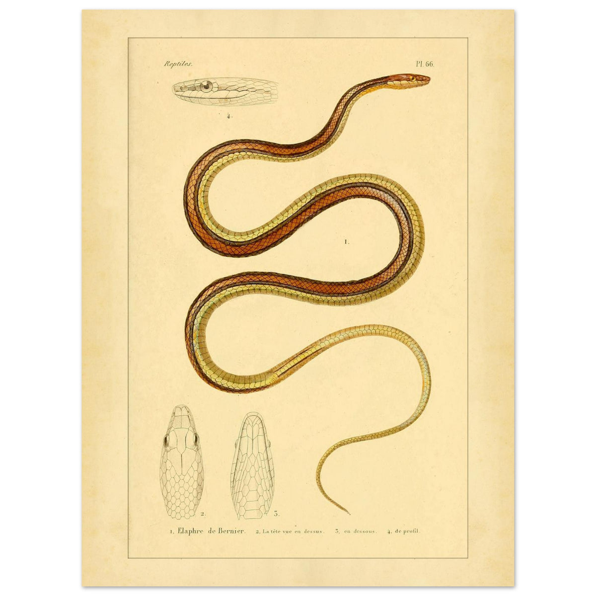 Scientific Illustration of Bernier's Herpetodryas: Antique Print (30x40 cm). Ancient scientific illustration of Bernier's elaphre, showing the coiled snake and details of its head and body.