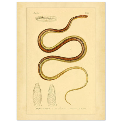 Scientific Illustration of Bernier's Herpetodryas: Antique Print (30x40 cm). Ancient scientific illustration of Bernier's elaphre, showing the coiled snake and details of its head and body.
