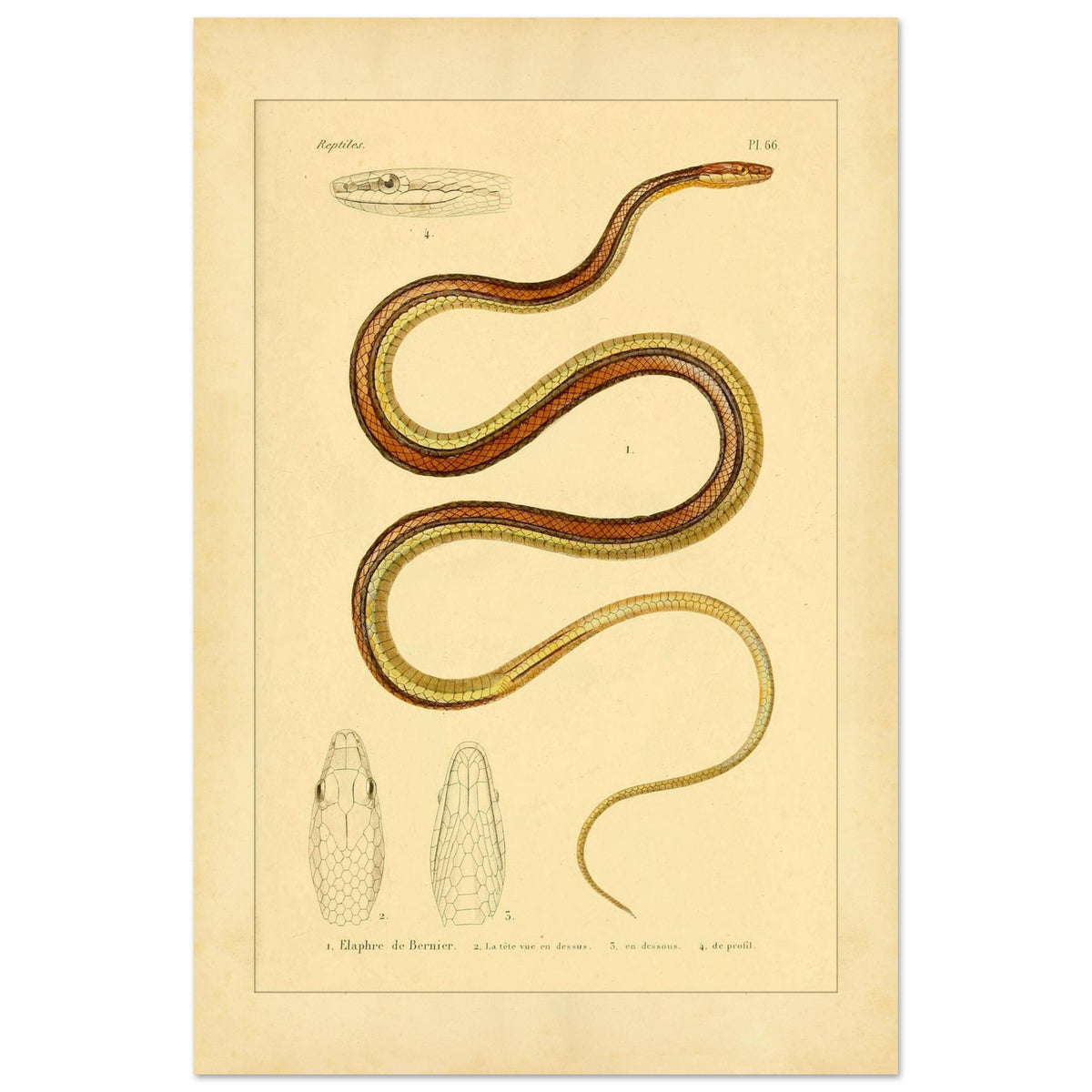 Scientific Illustration of Bernier's Herpetodryas: Antique Print (40x60 cm). Ancient scientific illustration of Bernier's elaphre, showing the coiled snake and details of its head and body.