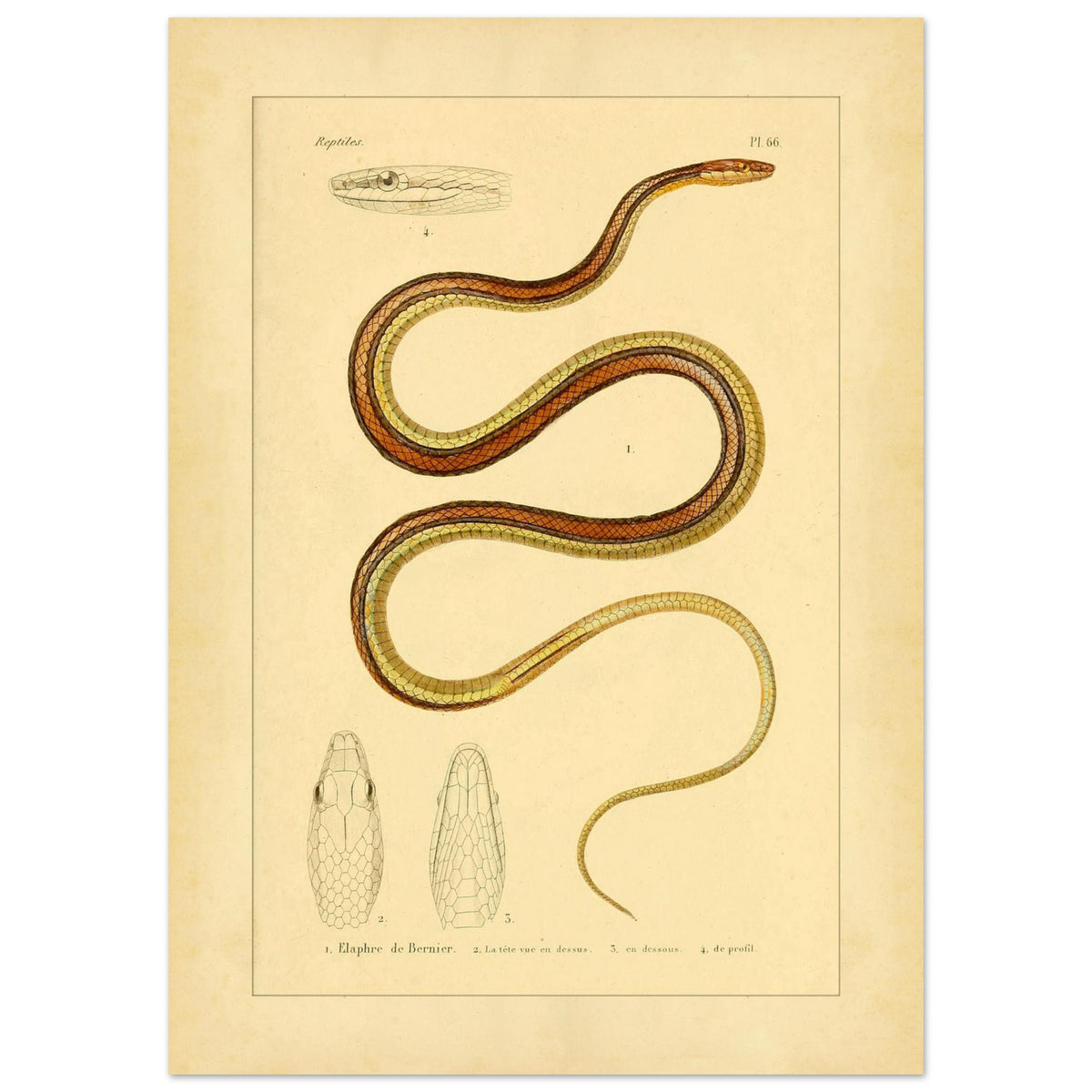Scientific Illustration of Bernier's Herpetodryas: Antique Print (50x70 cm). Ancient scientific illustration of Bernier's elaphre, showing the coiled snake and details of its head and body.