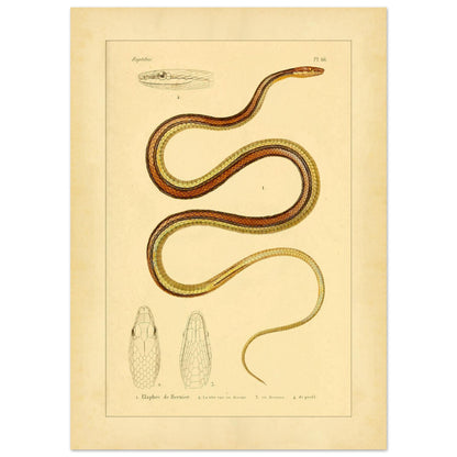 Scientific Illustration of Bernier's Herpetodryas: Antique Print (50x70 cm). Ancient scientific illustration of Bernier's elaphre, showing the coiled snake and details of its head and body.