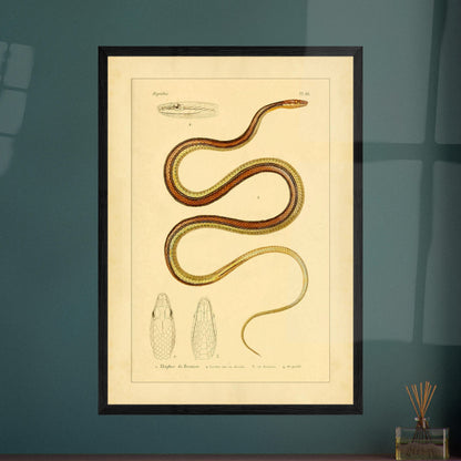 Scientific Illustration of Bernier's Herpetodryas: Antique Print. Ancient scientific illustration of Bernier's elaphre, showing the coiled snake and details of its head and body.