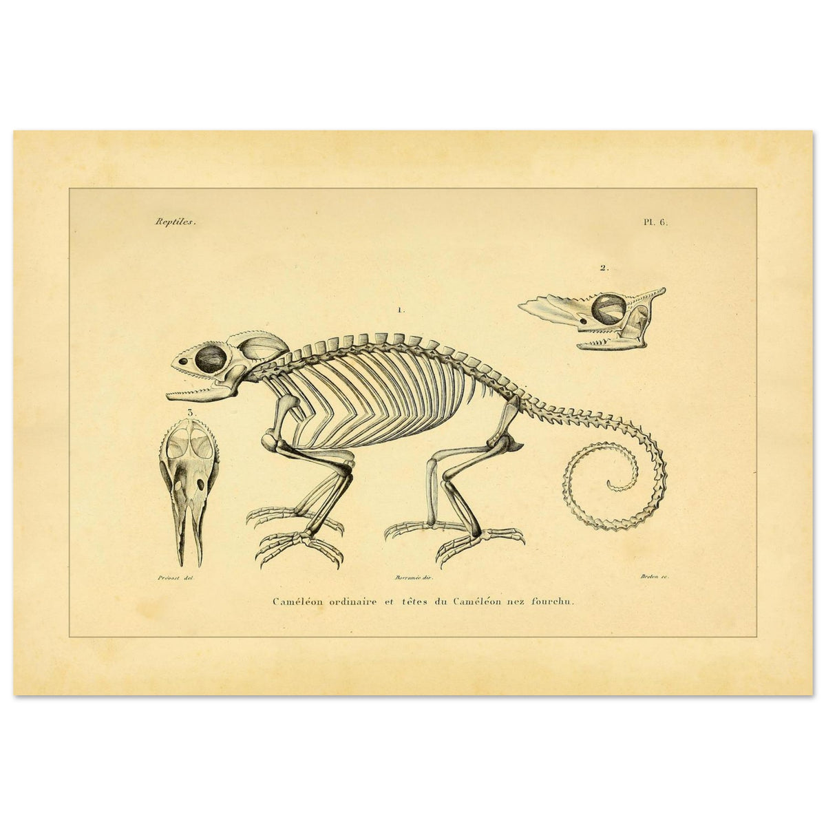 Chamäleon-Skelett Illustration: Anatomische Ansichten (21x29,7 cm (A4)). Wissenschaftliche Tafel mit dem Skelett eines Chamäleons und anatomischen Ansichten seiner Köpfe.
