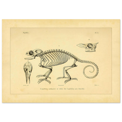 Chamäleon-Skelett Illustration: Anatomische Ansichten (21x29,7 cm (A4)). Wissenschaftliche Tafel mit dem Skelett eines Chamäleons und anatomischen Ansichten seiner Köpfe.