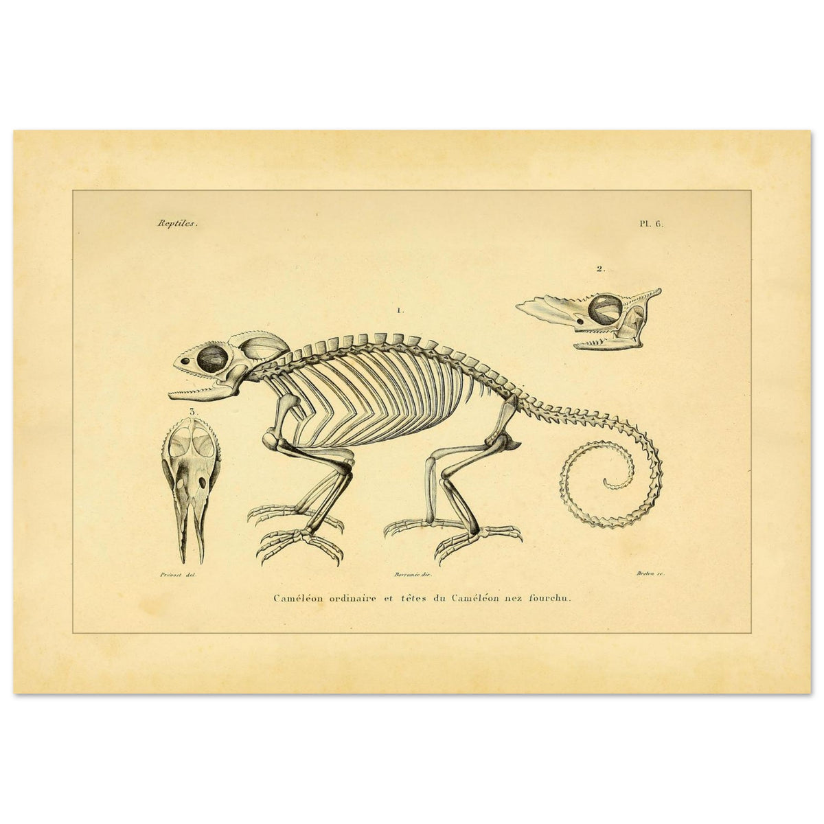 Chamäleon-Skelett Illustration: Anatomische Ansichten (29,7x42 cm (A3)). Wissenschaftliche Tafel mit dem Skelett eines Chamäleons und anatomischen Ansichten seiner Köpfe.