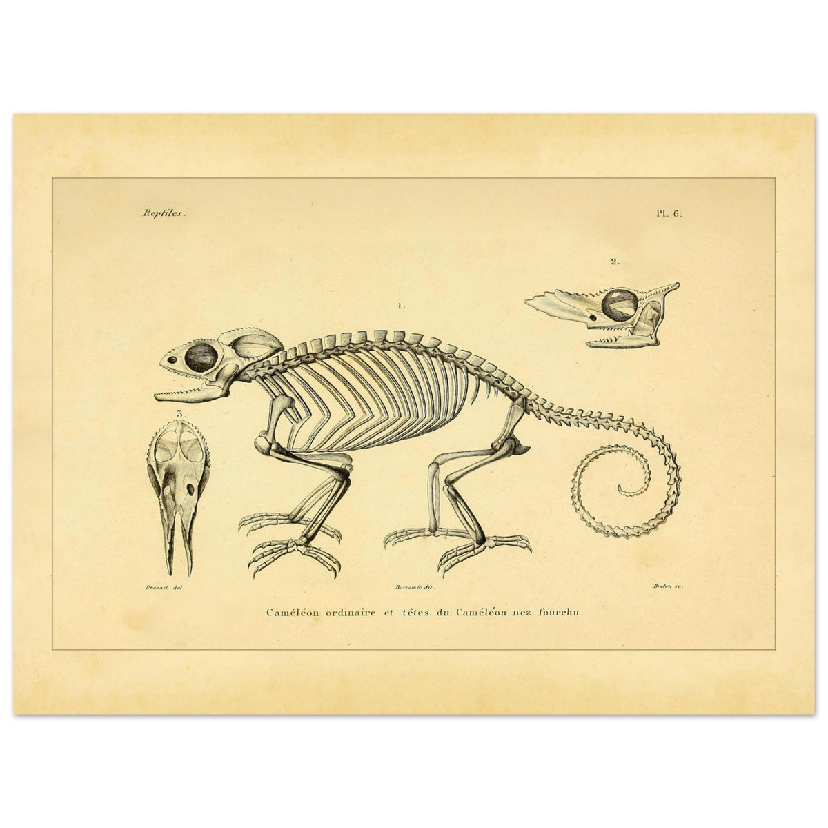 Chamäleon-Skelett Illustration: Anatomische Ansichten (30x40 cm). Wissenschaftliche Tafel mit dem Skelett eines Chamäleons und anatomischen Ansichten seiner Köpfe.