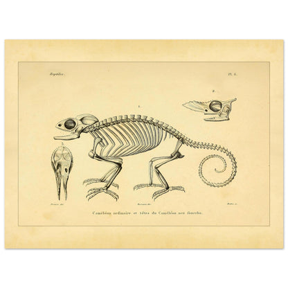 Chamäleon-Skelett Illustration: Anatomische Ansichten (30x40 cm). Wissenschaftliche Tafel mit dem Skelett eines Chamäleons und anatomischen Ansichten seiner Köpfe.