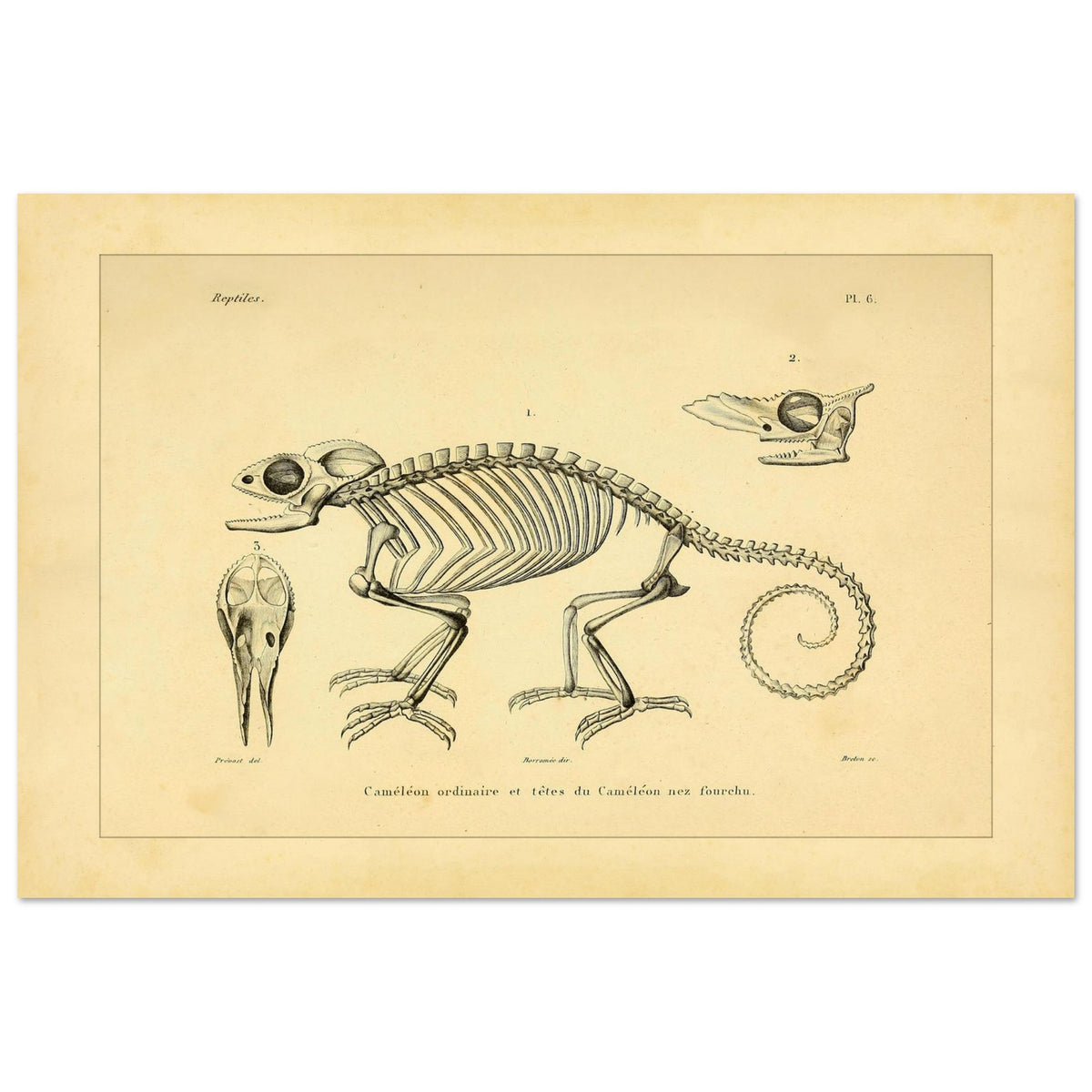 Chamäleon-Skelett Illustration: Anatomische Ansichten (40x60 cm). Wissenschaftliche Tafel mit dem Skelett eines Chamäleons und anatomischen Ansichten seiner Köpfe.