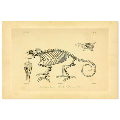 Chamäleon-Skelett Illustration: Anatomische Ansichten (40x60 cm). Wissenschaftliche Tafel mit dem Skelett eines Chamäleons und anatomischen Ansichten seiner Köpfe.