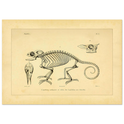 Chamäleon-Skelett Illustration: Anatomische Ansichten (42x59,4 cm (A2)). Wissenschaftliche Tafel mit dem Skelett eines Chamäleons und anatomischen Ansichten seiner Köpfe.