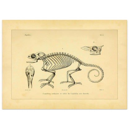 Chamäleon-Skelett Illustration: Anatomische Ansichten (50x70 cm). Wissenschaftliche Tafel mit dem Skelett eines Chamäleons und anatomischen Ansichten seiner Köpfe.