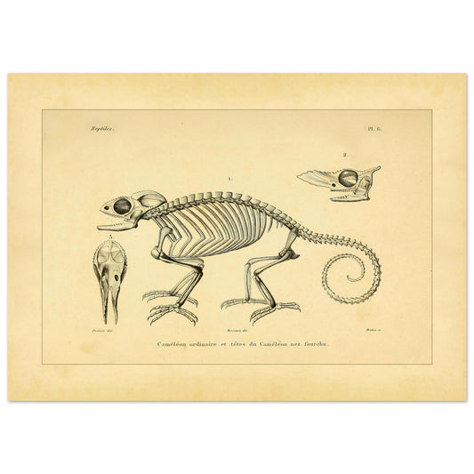 Chamäleon-Skelett Illustration: Anatomische Ansichten (50x70 cm). Wissenschaftliche Tafel mit dem Skelett eines Chamäleons und anatomischen Ansichten seiner Köpfe.