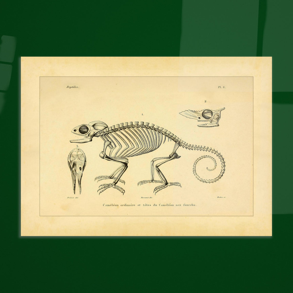 Chamäleon-Skelett Illustration: Anatomische Ansichten. Wissenschaftliche Tafel mit dem Skelett eines Chamäleons und anatomischen Ansichten seiner Köpfe.
