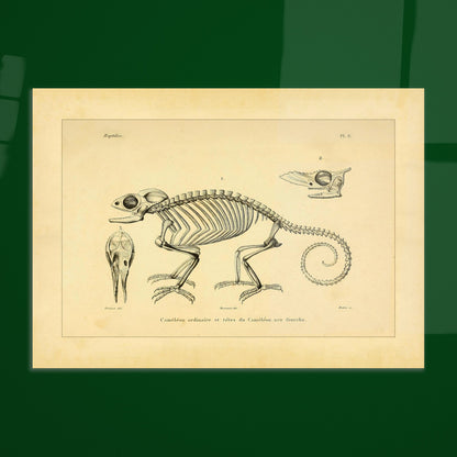 Chamäleon-Skelett Illustration: Anatomische Ansichten. Wissenschaftliche Tafel mit dem Skelett eines Chamäleons und anatomischen Ansichten seiner Köpfe.