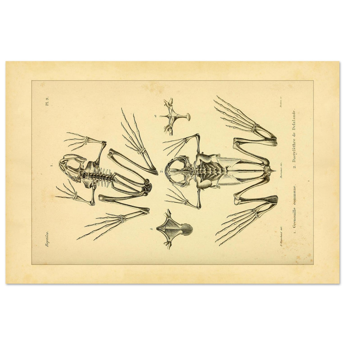 Reproduktion Skelette Eurasischer Frosch und Kap-Krallenfrosch (40x60 cm). Wissenschaftliche Tafel mit den vergleichenden Skeletten des Gemeinen Froschs und des Kap-Krallenfroschs sowie Details ihrer Füße.