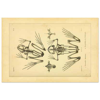 Reproduktion Skelette Eurasischer Frosch und Kap-Krallenfrosch (40x60 cm). Wissenschaftliche Tafel mit den vergleichenden Skeletten des Gemeinen Froschs und des Kap-Krallenfroschs sowie Details ihrer Füße.