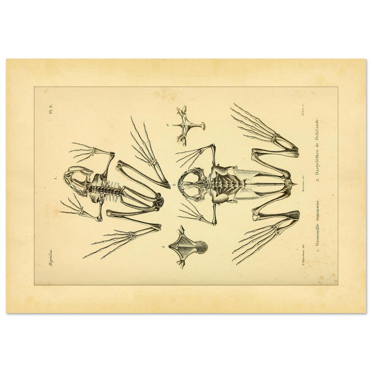 Reproduktion Skelette Eurasischer Frosch und Kap-Krallenfrosch (42x59,4 cm (A2)). Wissenschaftliche Tafel mit den vergleichenden Skeletten des Gemeinen Froschs und des Kap-Krallenfroschs sowie Details ihrer Füße.