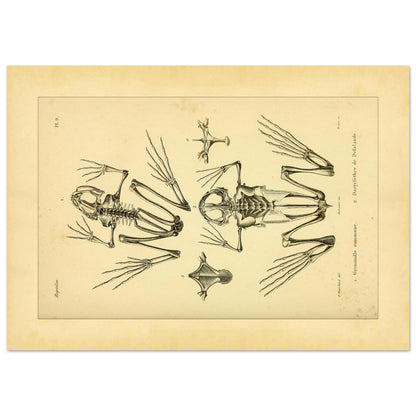 Reproduktion Skelette Eurasischer Frosch und Kap-Krallenfrosch (42x59,4 cm (A2)). Wissenschaftliche Tafel mit den vergleichenden Skeletten des Gemeinen Froschs und des Kap-Krallenfroschs sowie Details ihrer Füße.