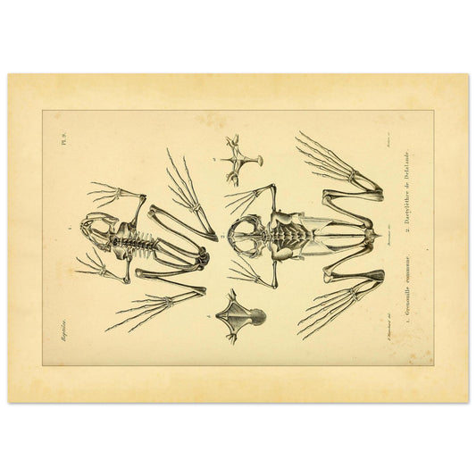 Reproduktion Skelette Eurasischer Frosch und Kap-Krallenfrosch (50x70 cm). Wissenschaftliche Tafel mit den vergleichenden Skeletten des Gemeinen Froschs und des Kap-Krallenfroschs sowie Details ihrer Füße.