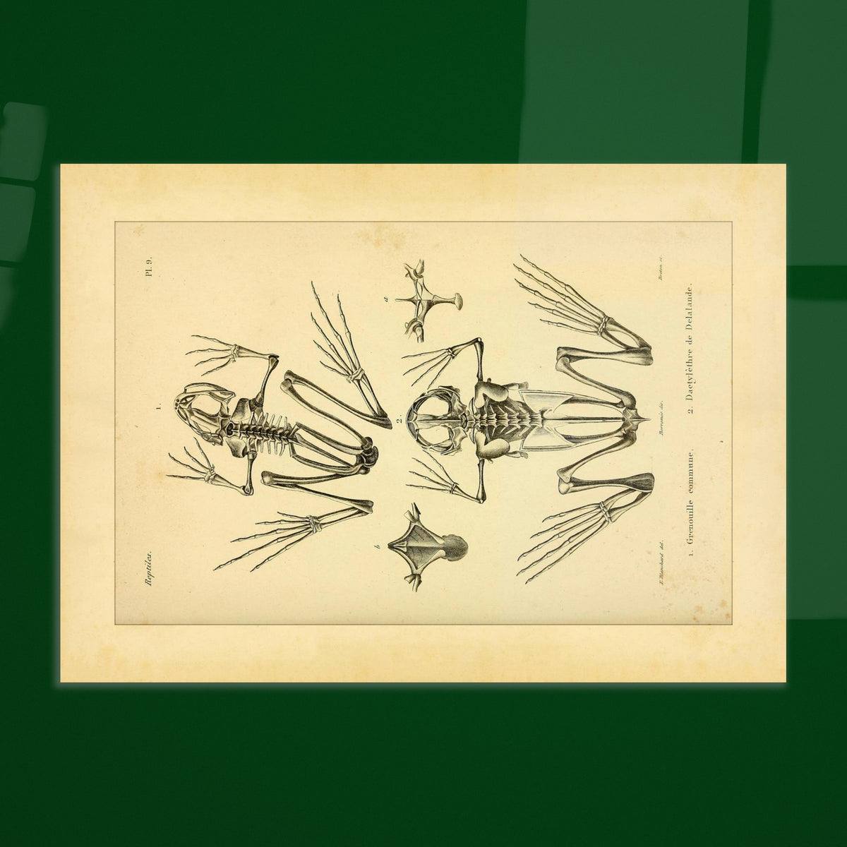 Reproduktion Skelette Eurasischer Frosch und Kap-Krallenfrosch. Wissenschaftliche Tafel mit den vergleichenden Skeletten des Gemeinen Froschs und des Kap-Krallenfroschs sowie Details ihrer Füße.