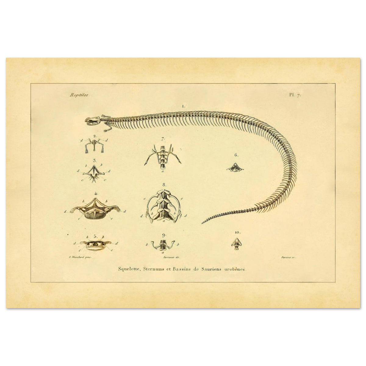 Skeletons, Sternums and Pelvises of Serpentiform Saurians Print (21x29,7 cm (A4)). Scientific illustration plate showing the skeleton of a serpentiform reptile, as well as detailed views of various vertebrae and the pelvis.