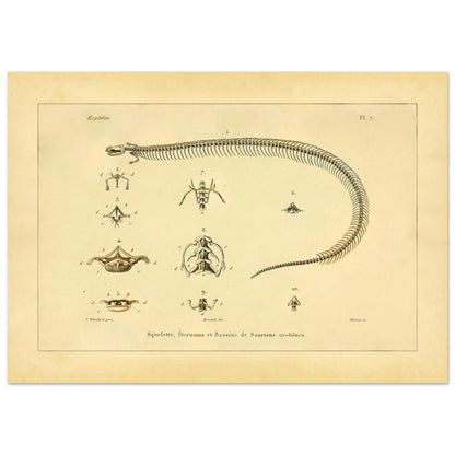 Skeletons, Sternums and Pelvises of Serpentiform Saurians Print (21x29,7 cm (A4)). Scientific illustration plate showing the skeleton of a serpentiform reptile, as well as detailed views of various vertebrae and the pelvis.