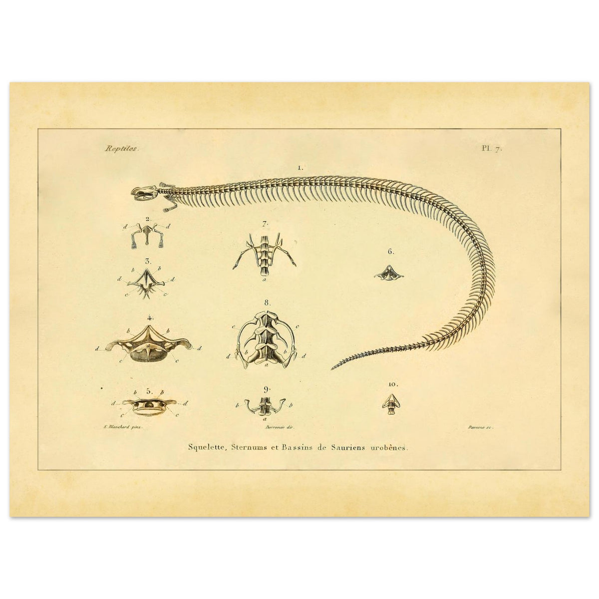 Skeletons, Sternums and Pelvises of Serpentiform Saurians Print (30x40 cm). Scientific illustration plate showing the skeleton of a serpentiform reptile, as well as detailed views of various vertebrae and the pelvis.
