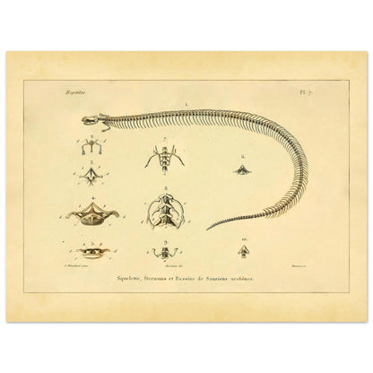 Skeletons, Sternums and Pelvises of Serpentiform Saurians Print (30x40 cm). Scientific illustration plate showing the skeleton of a serpentiform reptile, as well as detailed views of various vertebrae and the pelvis.
