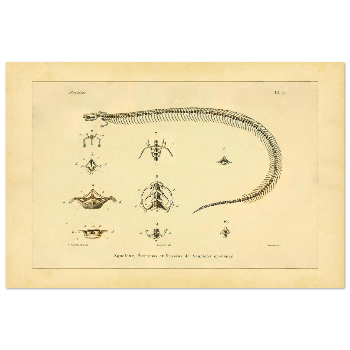 Skeletons, Sternums and Pelvises of Serpentiform Saurians Print (40x60 cm). Scientific illustration plate showing the skeleton of a serpentiform reptile, as well as detailed views of various vertebrae and the pelvis.