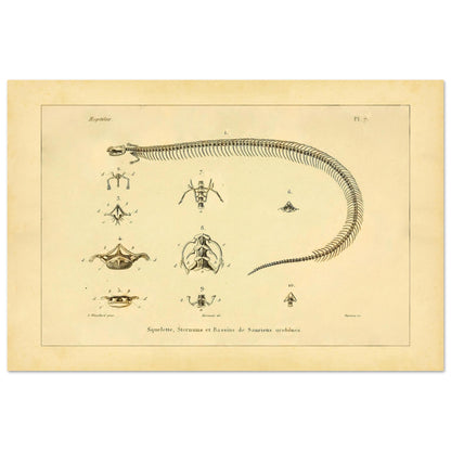 Skeletons, Sternums and Pelvises of Serpentiform Saurians Print (40x60 cm). Scientific illustration plate showing the skeleton of a serpentiform reptile, as well as detailed views of various vertebrae and the pelvis.