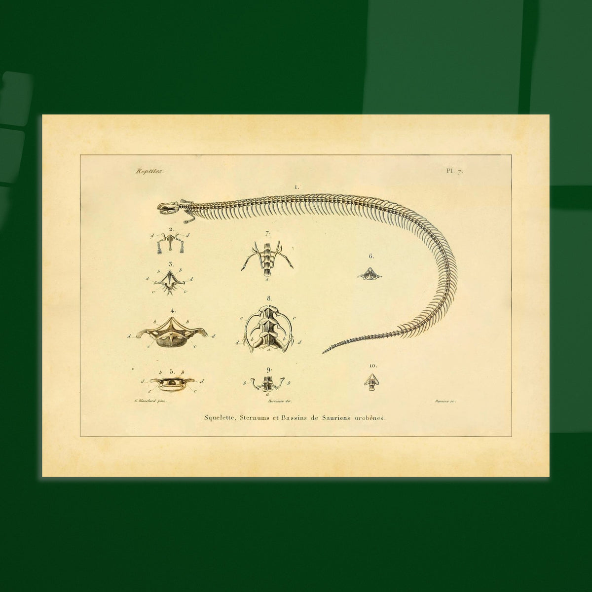 Skeletons, Sternums and Pelvises of Serpentiform Saurians Print. Scientific illustration plate showing the skeleton of a serpentiform reptile, as well as detailed views of various vertebrae and the pelvis.
