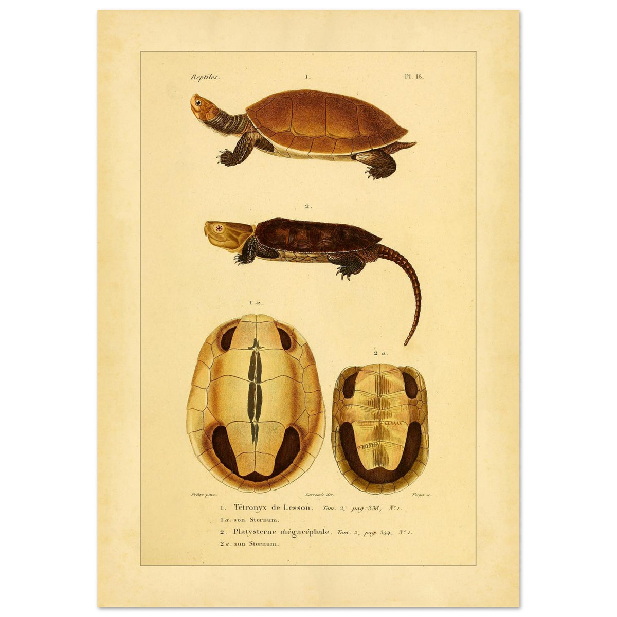 Anatomical Plate: Lesson's Terrapin and Platysternon, Antique Print (21x29,7 cm (A4)). Old natural history plate of reptiles showing two turtles, a top view of the first and a top view of the second, labeled 1 and 2 respectively, with their shells and sternums.
