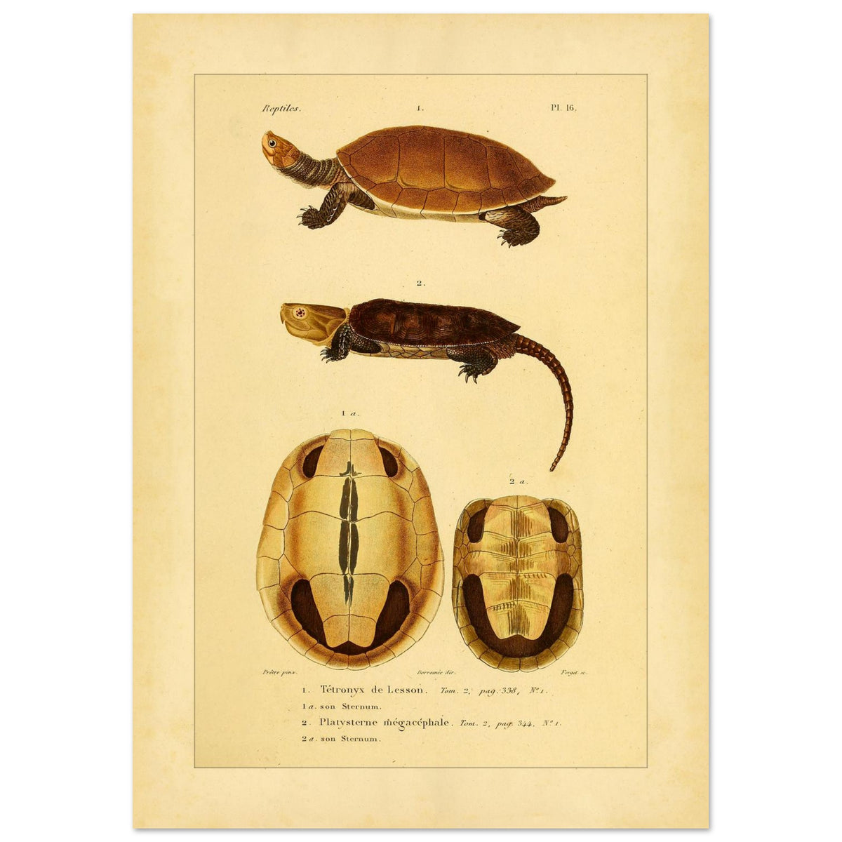 Anatomical Plate: Lesson's Terrapin and Platysternon, Antique Print (29,7x42 cm (A3)). Old natural history plate of reptiles showing two turtles, a top view of the first and a top view of the second, labeled 1 and 2 respectively, with their shells and sternums.