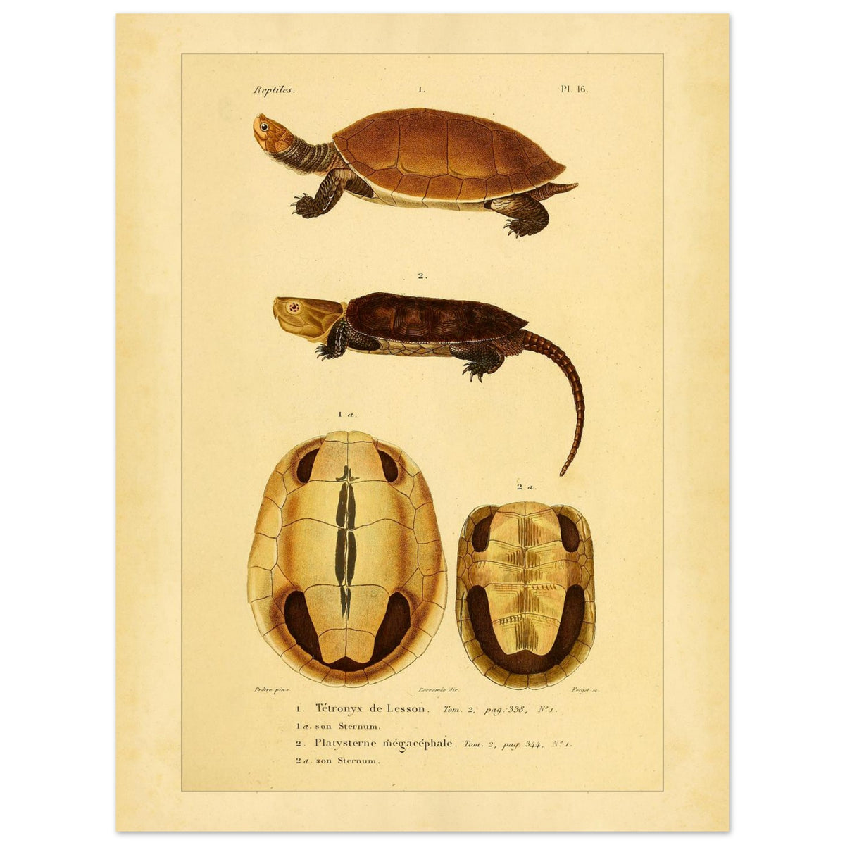 Anatomical Plate: Lesson's Terrapin and Platysternon, Antique Print (30x40 cm). Old natural history plate of reptiles showing two turtles, a top view of the first and a top view of the second, labeled 1 and 2 respectively, with their shells and sternums.
