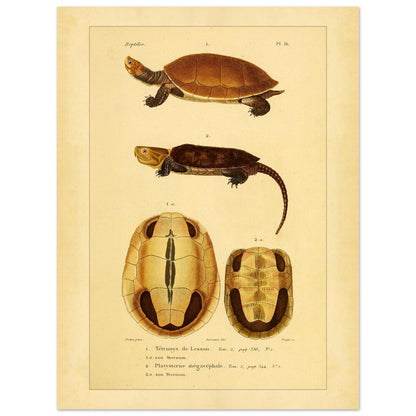Anatomical Plate: Lesson's Terrapin and Platysternon, Antique Print (30x40 cm). Old natural history plate of reptiles showing two turtles, a top view of the first and a top view of the second, labeled 1 and 2 respectively, with their shells and sternums.