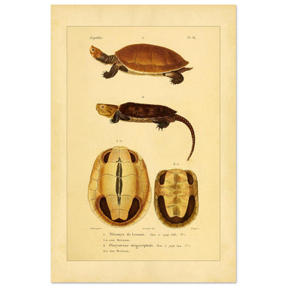 Anatomical Plate: Lesson's Terrapin and Platysternon, Antique Print (40x60 cm). Old natural history plate of reptiles showing two turtles, a top view of the first and a top view of the second, labeled 1 and 2 respectively, with their shells and sternums.