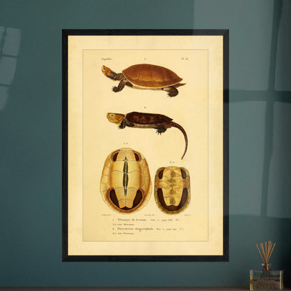 Anatomical Plate: Lesson's Terrapin and Platysternon, Antique Print. Old natural history plate of reptiles showing two turtles, a top view of the first and a top view of the second, labeled 1 and 2 respectively, with their shells and sternums.