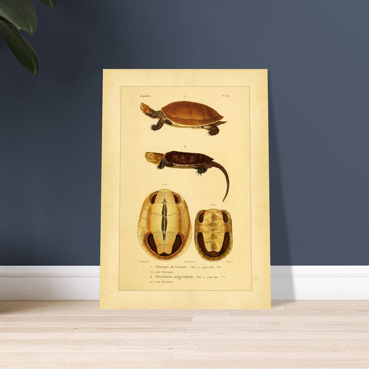 Anatomical Plate: Lesson's Terrapin and Platysternon, Antique Print. Old natural history plate of reptiles showing two turtles, a top view of the first and a top view of the second, labeled 1 and 2 respectively, with their shells and sternums.