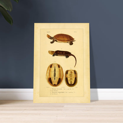 Anatomical Plate: Lesson's Terrapin and Platysternon, Antique Print. Old natural history plate of reptiles showing two turtles, a top view of the first and a top view of the second, labeled 1 and 2 respectively, with their shells and sternums.