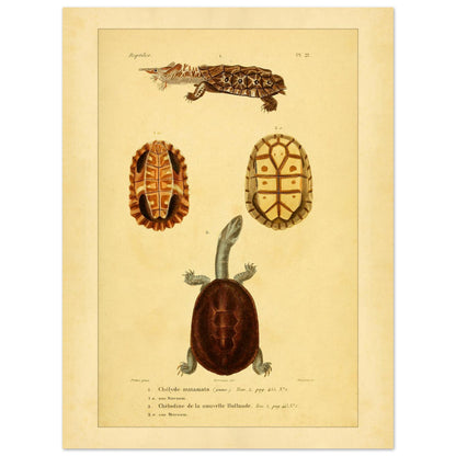 Turtle Illustrations Reproduction: Matamata and New Holland Chelodine (30x40 cm). Reproduction of a natural history plate showing a Marbled newt, an Australian snake-necked turtle, and two views of their shells and sternums.