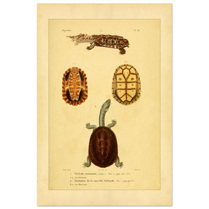 Turtle Illustrations Reproduction: Matamata and New Holland Chelodine (40x60 cm). Reproduction of a natural history plate showing a Marbled newt, an Australian snake-necked turtle, and two views of their shells and sternums.